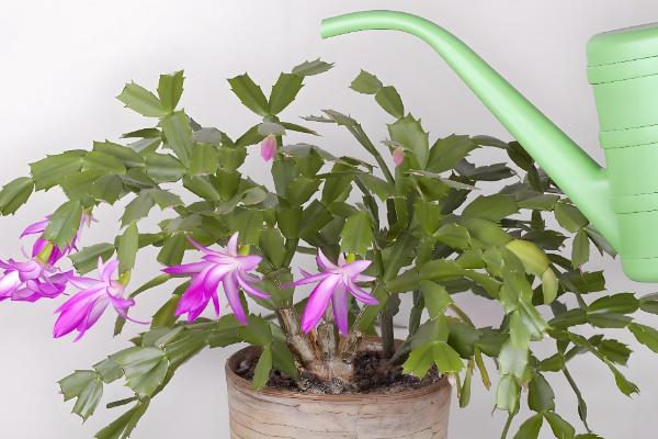 怎么养殖蟹爪兰,春季每隔7天浇一次水