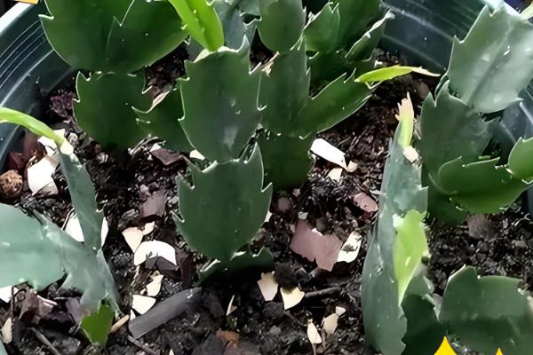 怎么养殖蟹爪兰,春季每隔7天浇一次水