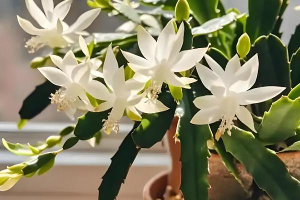 怎么养殖蟹爪兰,春季每隔7天浇一次水