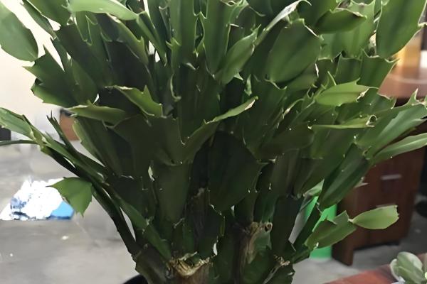 怎么养殖蟹爪兰,春季每隔7天浇一次水