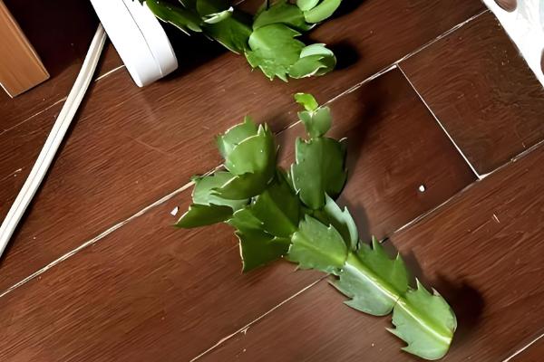 怎么养殖蟹爪兰,春季每隔7天浇一次水