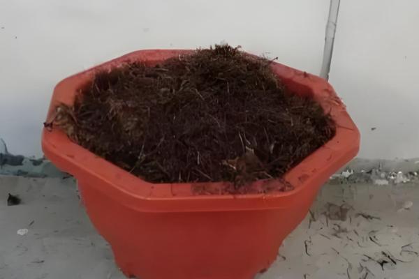 怎么养殖蟹爪兰,春季每隔7天浇一次水