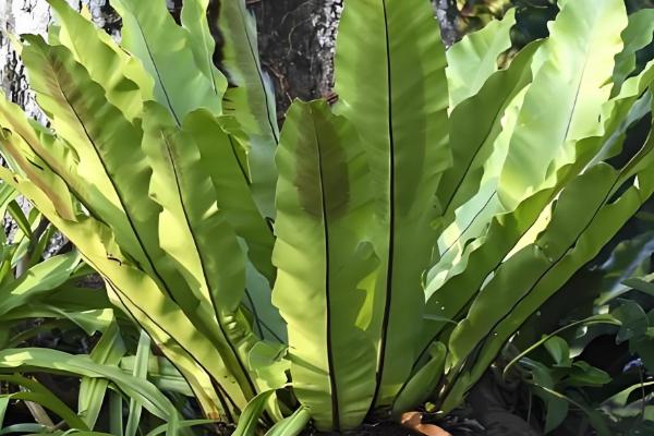 鸟巢蕨叶子边缘干枯怎么处理，需要合理控水