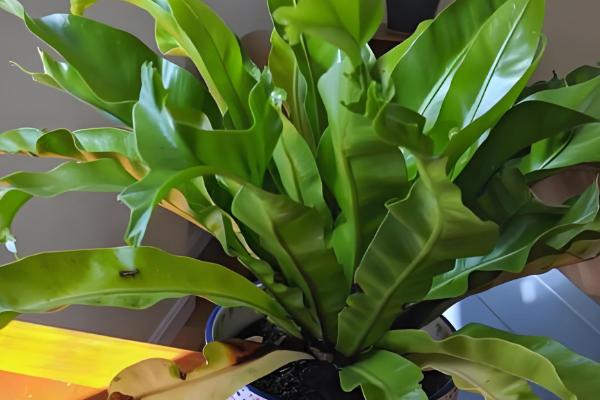 鸟巢蕨叶子边缘干枯怎么处理，需要合理控水