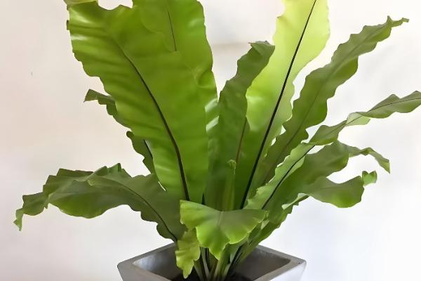 鸟巢蕨叶子边缘干枯怎么处理，需要合理控水