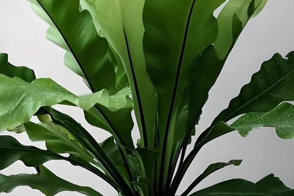 鸟巢蕨叶子边缘干枯怎么处理，需要合理控水