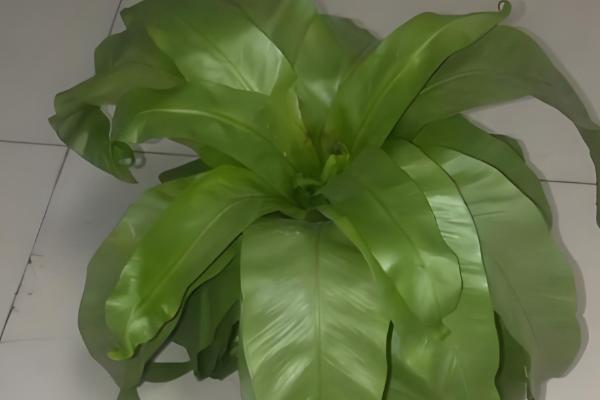 鸟巢蕨叶子边缘干枯怎么处理，需要合理控水