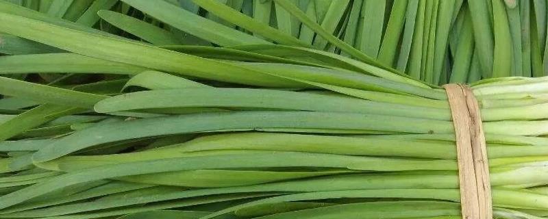 韭菜去除农药残留的方法，以下四种方式都可以洗净残留的药物