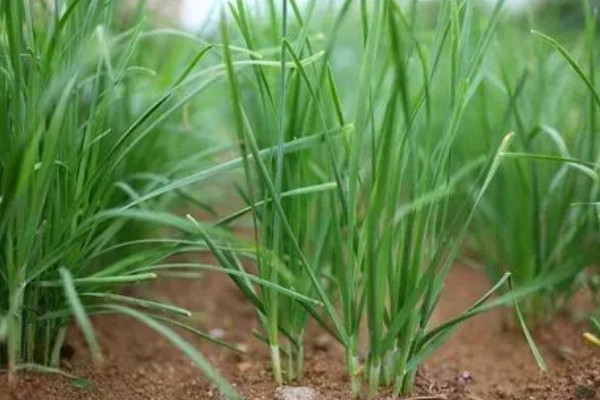 韭菜去除农药残留的方法,以下四种方式都可以洗净残留的药物