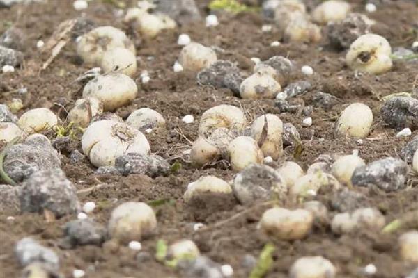 平贝母的种植时间，春、夏、秋季均可种植