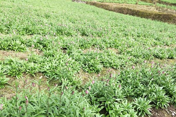 平贝母的种植时间，春、夏、秋季均可种植