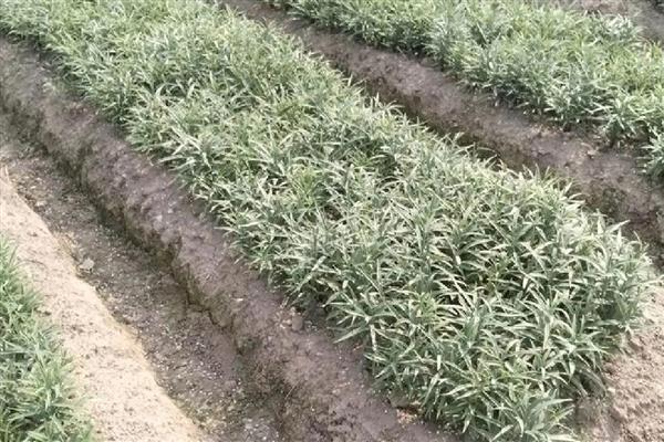 平贝母的种植时间，春、夏、秋季均可种植