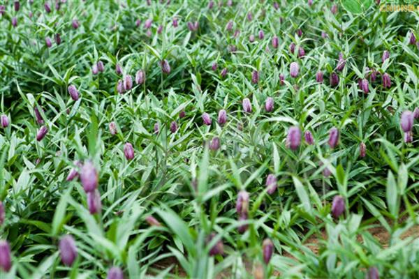 平贝母的种植时间，春、夏、秋季均可种植