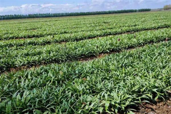 平贝母的种植时间，春、夏、秋季均可种植