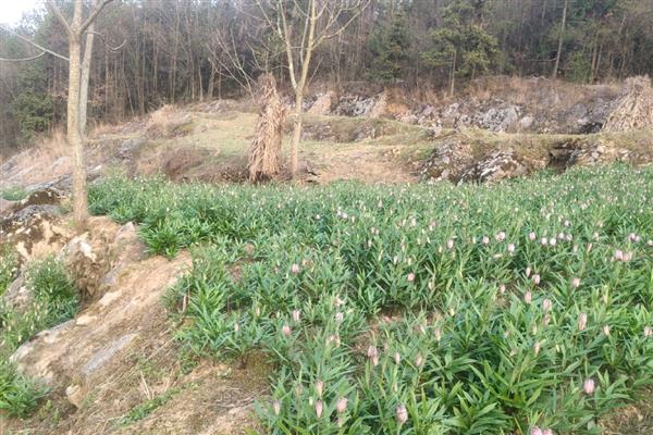 平贝母的种植时间，春、夏、秋季均可种植