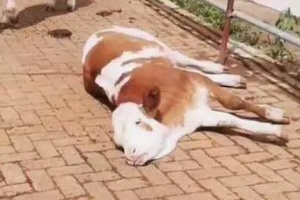牛躺卧时四脚伸直的原因,可能是缺乏微量元素、气温过低所致