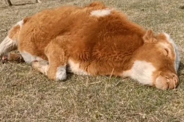 牛躺卧时四脚伸直的原因,可能是缺乏微量元素、气温过低所致