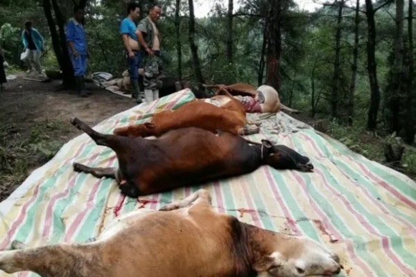 牛躺卧时四脚伸直的原因,可能是缺乏微量元素、气温过低所致