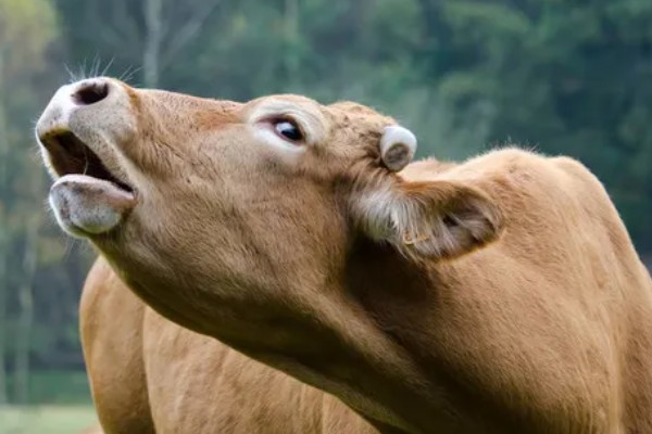 牛躺卧时四脚伸直的原因,可能是缺乏微量元素、气温过低所致
