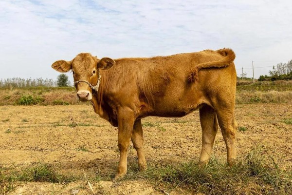 牛躺卧时四脚伸直的原因,可能是缺乏微量元素、气温过低所致