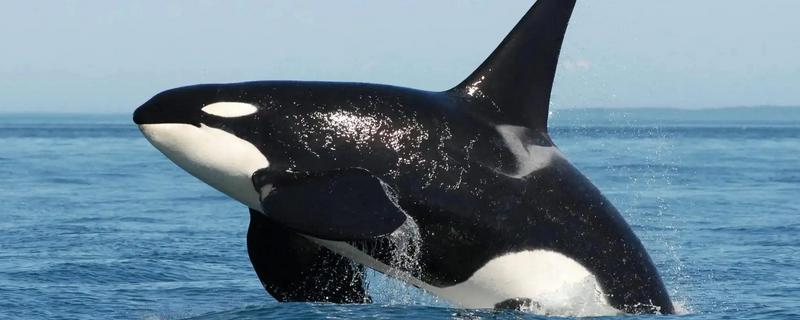 虎鲸是哺乳动物吗，是一种水生哺乳动物