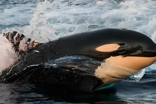 虎鲸是哺乳动物吗，是一种水生哺乳动物