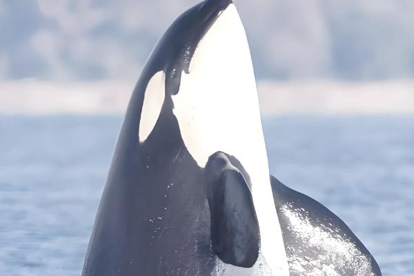 虎鲸是哺乳动物吗，是一种水生哺乳动物