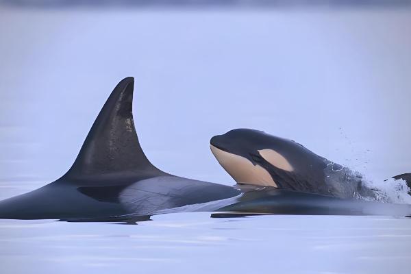 虎鲸是哺乳动物吗，是一种水生哺乳动物