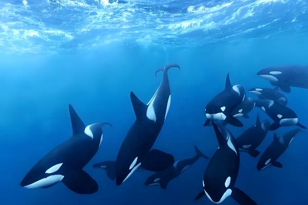 虎鲸是哺乳动物吗，是一种水生哺乳动物