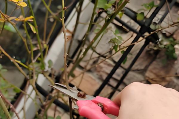 爬藤月季的引蔓方法,搭建支撑物把长枝条引到架子上面