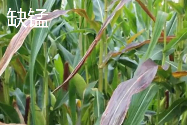 玉米缺素的症状及矫正技术,缺不同元素的症状不同