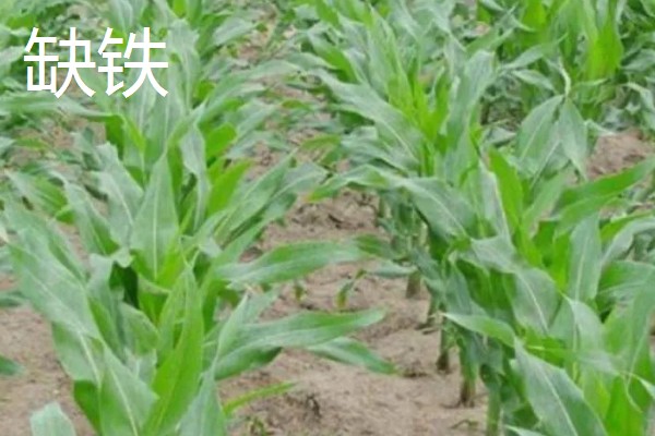 玉米缺素的症状及矫正技术,缺不同元素的症状不同