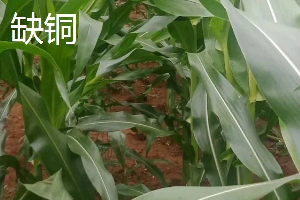 玉米缺素的症状及矫正技术,缺不同元素的症状不同