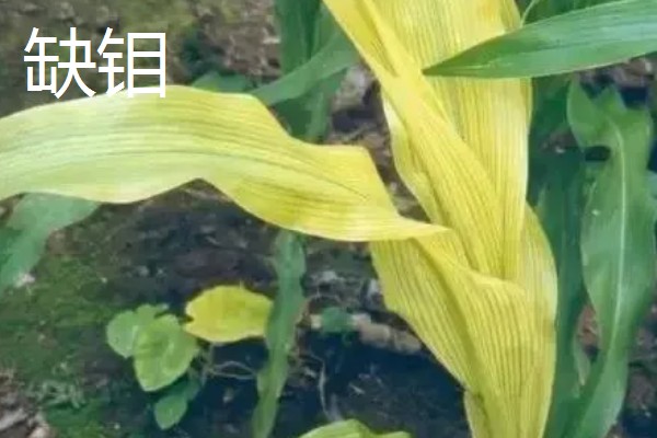 玉米缺素的症状及矫正技术,缺不同元素的症状不同