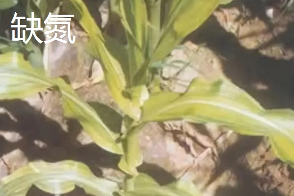 玉米缺素的症状及矫正技术,缺不同元素的症状不同