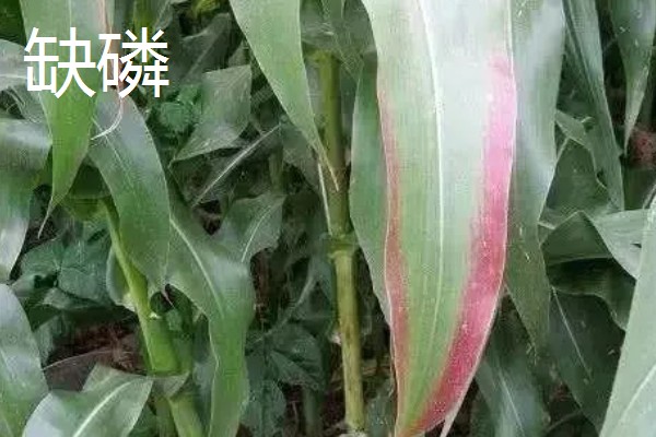 玉米缺素的症状及矫正技术,缺不同元素的症状不同