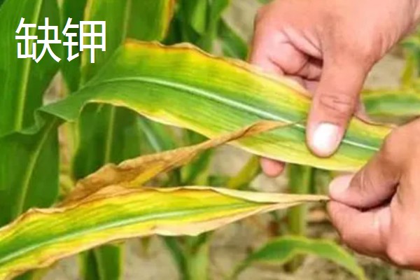 玉米缺素的症状及矫正技术,缺不同元素的症状不同