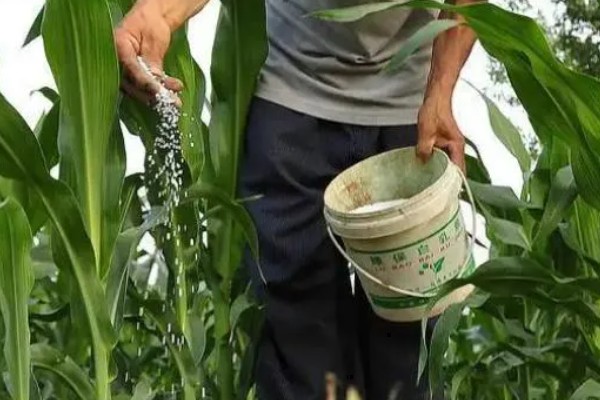 玉米缺素的症状及矫正技术,缺不同元素的症状不同