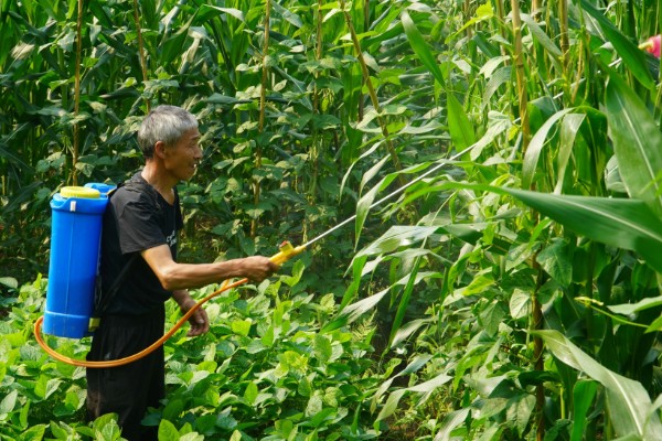 玉米缺素的症状及矫正技术,缺不同元素的症状不同