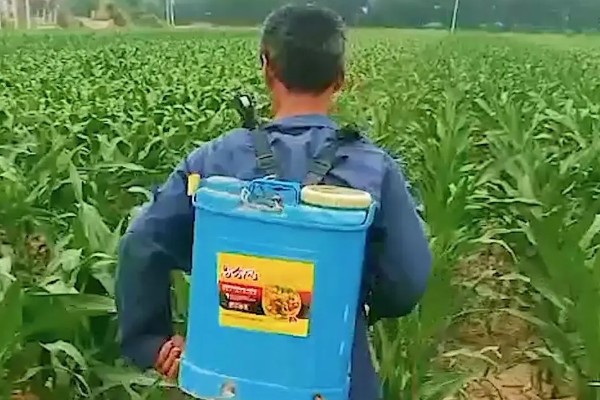 玉米缺素的症状及矫正技术,缺不同元素的症状不同