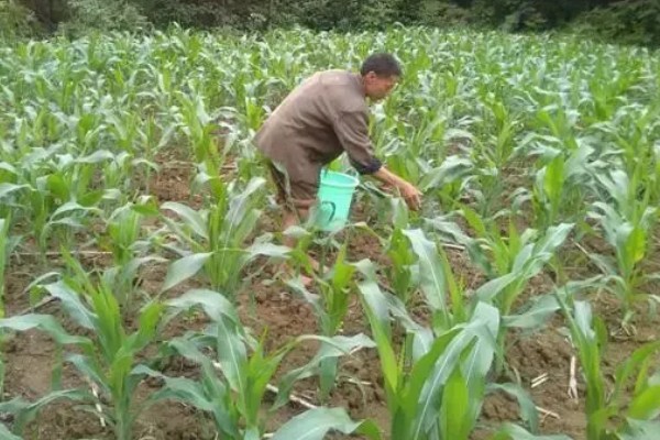 玉米缺素的症状及矫正技术,缺不同元素的症状不同