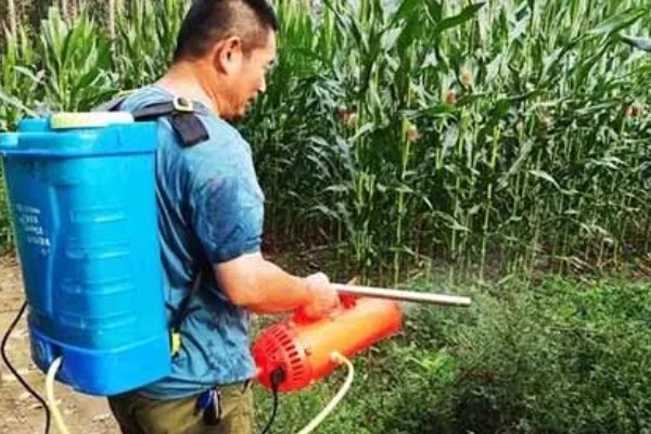 玉米缺素的症状及矫正技术,缺不同元素的症状不同