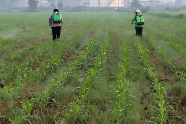玉米缺素的症状及矫正技术,缺不同元素的症状不同