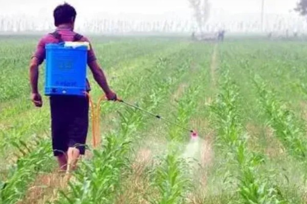 玉米缺素的症状及矫正技术,缺不同元素的症状不同