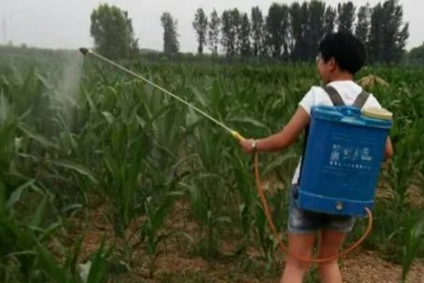 玉米缺素的症状及矫正技术,缺不同元素的症状不同