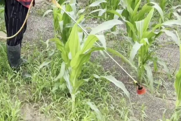 玉米缺素的症状及矫正技术,缺不同元素的症状不同