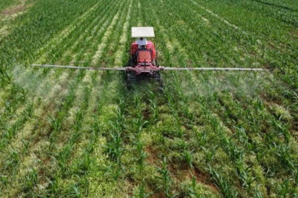 玉米缺素的症状及矫正技术,缺不同元素的症状不同