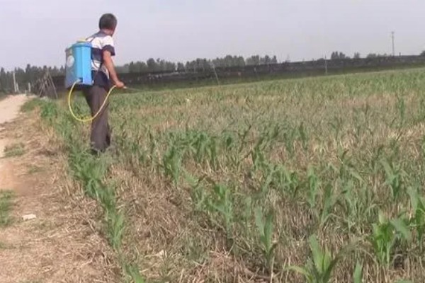 玉米缺素的症状及矫正技术,缺不同元素的症状不同