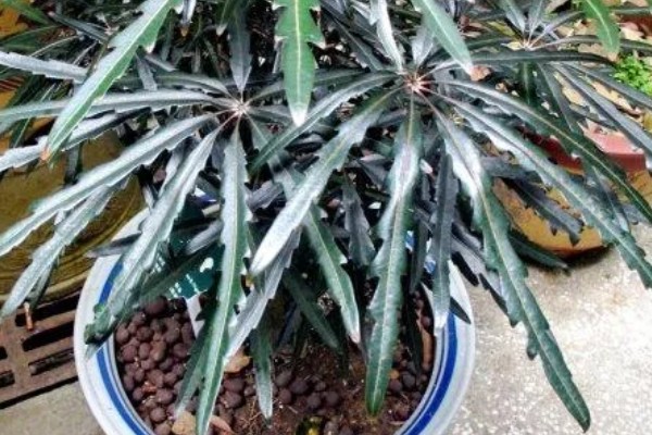 孔雀木掉叶子的原因，温度不当、光照强烈等因素所致