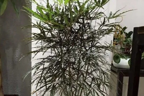 孔雀木掉叶子的原因，温度不当、光照强烈等因素所致